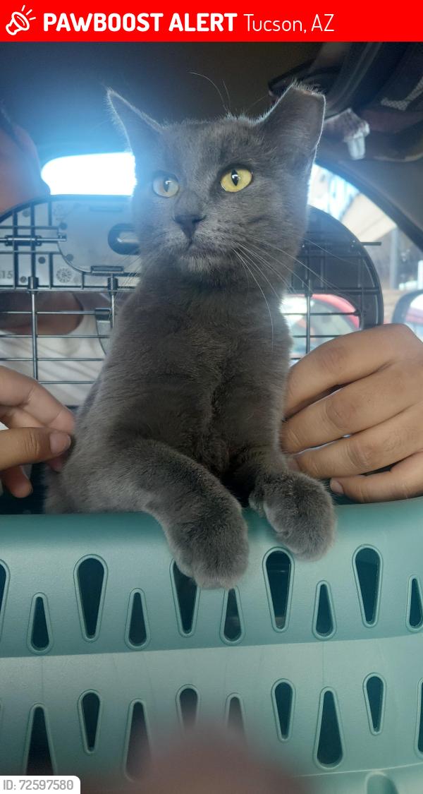 Lost Female Cat last seen Prince Rd , Tucson, AZ 85719