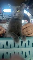Lost Female Cat last seen Prince Rd , Tucson, AZ 85719
