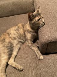 Lost Female Cat last seen Village grove neighborhood by fairmont elementary , Pasadena, TX 77505