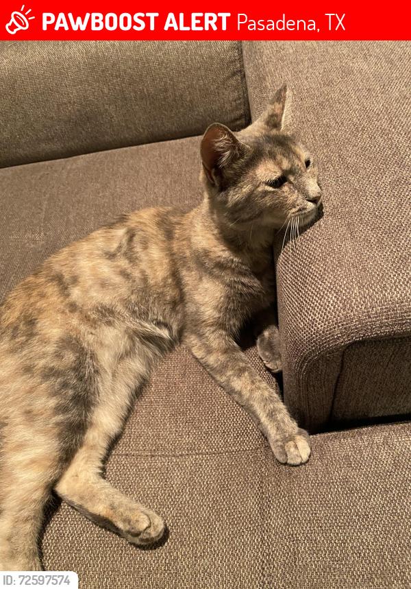 Lost Female Cat last seen Village grove neighborhood by fairmont elementary , Pasadena, TX 77505