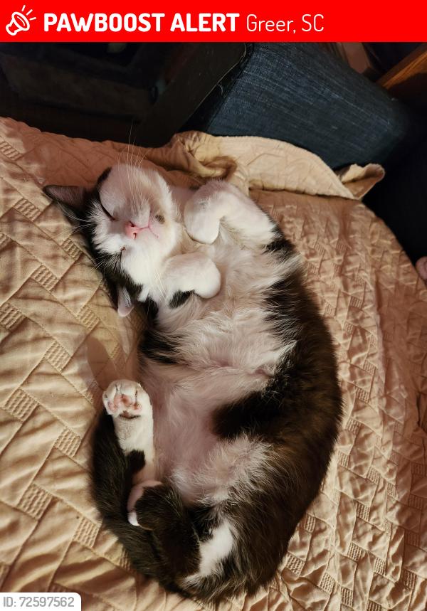 Lost Male Cat last seen S. Buncombe RD and Jones Ave, Greer, SC 29650