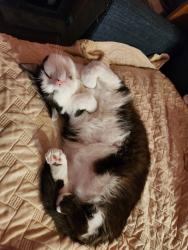 Lost Male Cat last seen S. Buncombe RD and Jones Ave, Greer, SC 29650