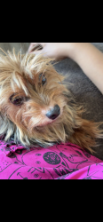 Lost Male Dog last seen Near case Ave , Saint Paul, MN 55106