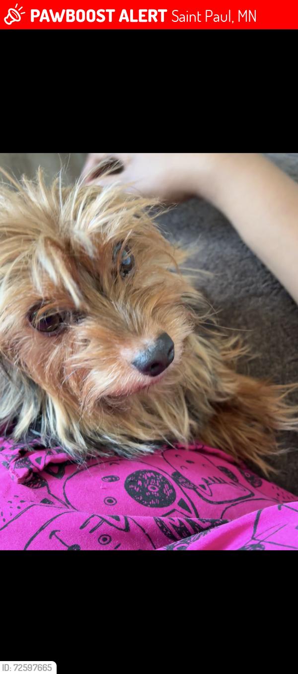 Lost Male Dog last seen Near case Ave , Saint Paul, MN 55106