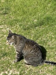 Lost Female Cat last seen E 65th south near Holmes Ave, Idaho Falls, ID 83402