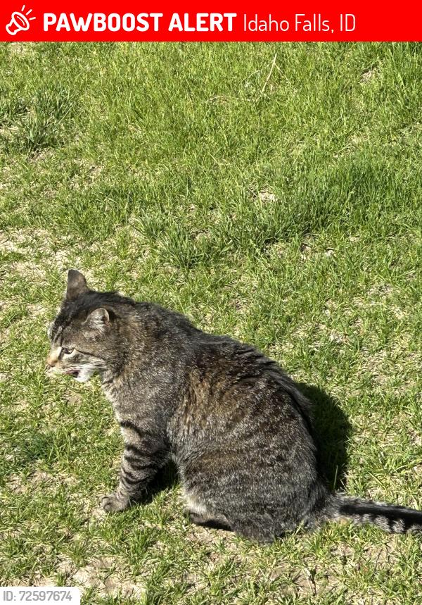 Lost Female Cat last seen E 65th south near Holmes Ave, Idaho Falls, ID 83402