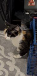 Lost Female Cat last seen Near Shackleton road, Greater London, England UB1 2JB