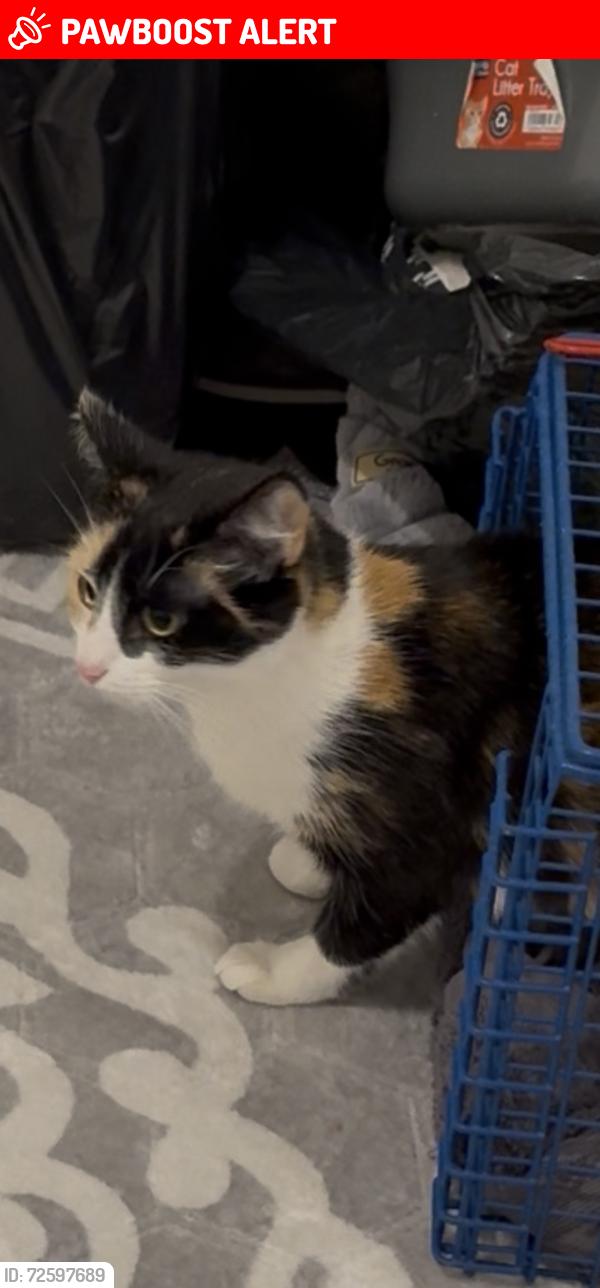 Lost Female Cat last seen Near Shackleton road, Greater London, England UB1 2JB