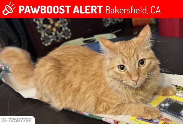 Lost Male Cat last seen Old River and white lane , Bakersfield, CA 93311