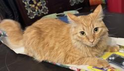 Lost Male Cat last seen Old River and white lane , Bakersfield, CA 93311