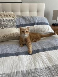 Lost Male Cat last seen Calloway Creek-ish by apartment homes, Hurst, TX 76053