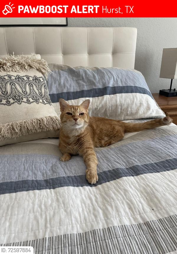 Lost Male Cat last seen Calloway Creek-ish by apartment homes, Hurst, TX 76053