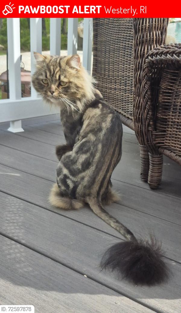Lost Male Cat last seen Fallon trail , Westerly, RI 02891