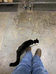 Found/Stray Male Cat last seen Near Arden Way, Sacramento, CA 95815