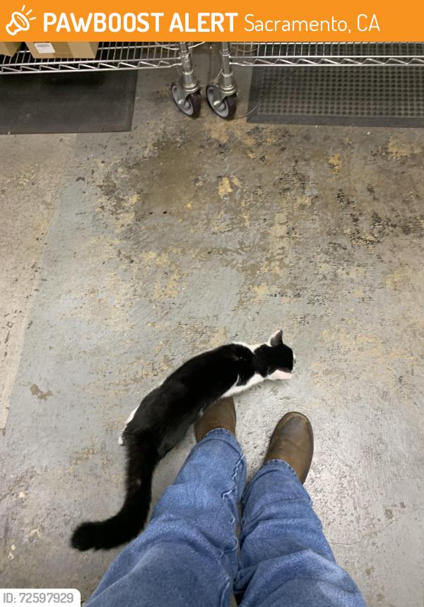 Found/Stray Male Cat last seen Near Arden Way, Sacramento, CA 95815