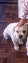 Reunited Female Dog last seen Alpine Carlin, Lynwood, CA 90262