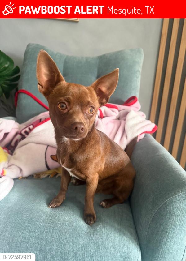 Lost Male Dog last seen Tealwood, Mesquite, TX 75181