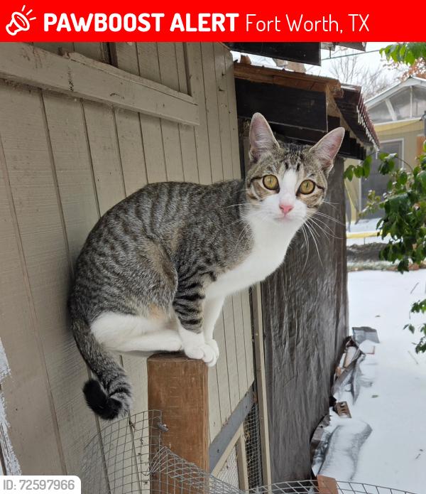 Lost Male Cat last seen Robinhood lane and Muse , Fort Worth, TX 76112