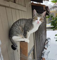 Lost Male Cat last seen Robinhood lane and Muse , Fort Worth, TX 76112