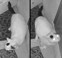 Found/Stray Unknown Cat last seen across street from morris davison park, Plainsboro Township, NJ 08536