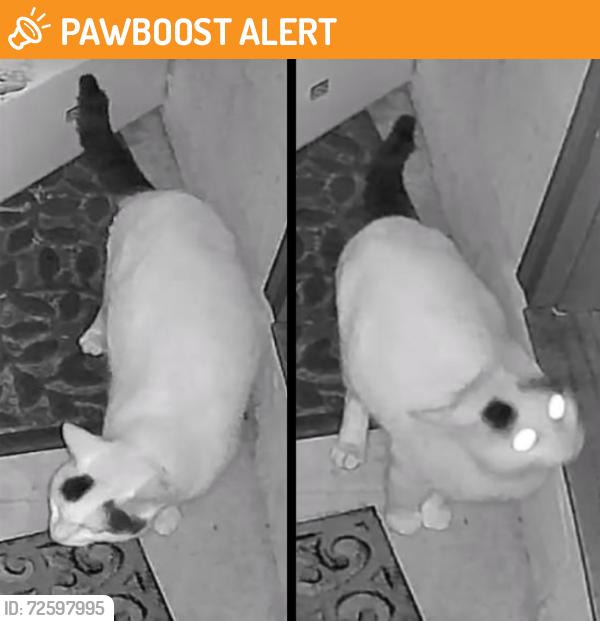 Found/Stray Unknown Cat last seen across street from morris davison park, Plainsboro Township, NJ 08536