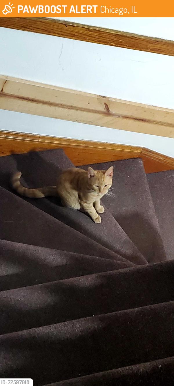Found/Stray Male Cat last seen 51st st and Troy st, Chicago, IL 60632