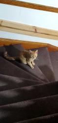 Found/Stray Male Cat last seen 51st st and Troy st, Chicago, IL 60632