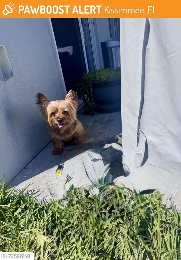 Found/Stray Male Dog last seen Flintlock Blvd, Kissimmee, FL 34744