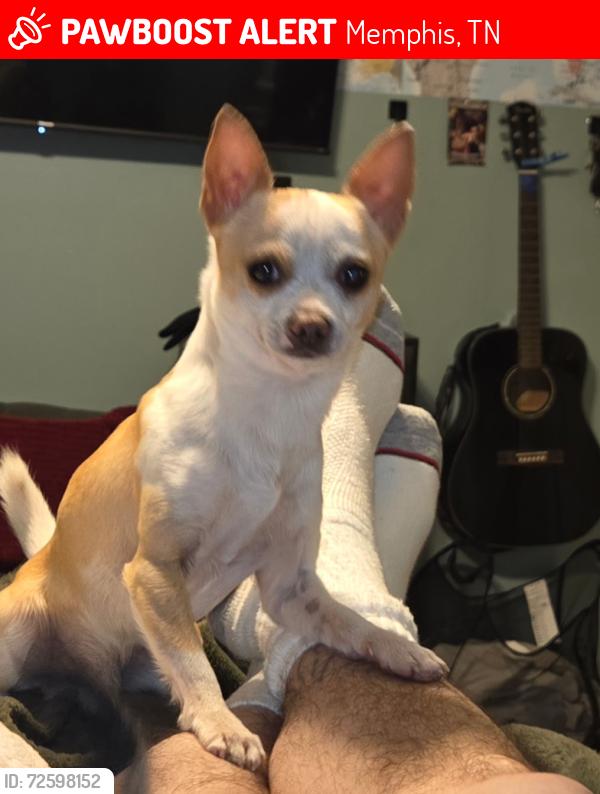 Lost Male Dog last seen Near dedo cir, Memphis, TN 38135