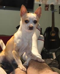 Lost Male Dog last seen Near dedo cir, Memphis, TN 38135