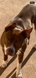 Found/Stray Male Dog last seen Near sunset drive, Greenville, SC 29611