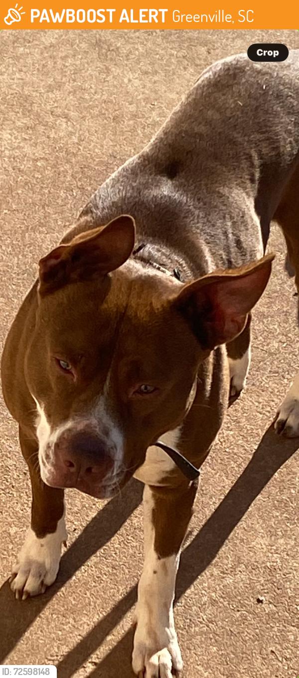 Found/Stray Male Dog last seen Near sunset drive, Greenville, SC 29611