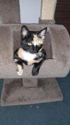 Lost Female Cat last seen Hopi Court and Elmhurst Lane, Portsmouth, VA 23701