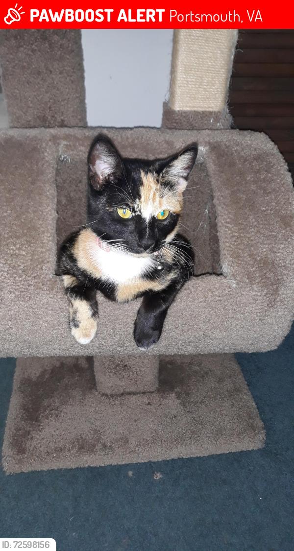 Lost Female Cat last seen Hopi Court and Elmhurst Lane, Portsmouth, VA 23701
