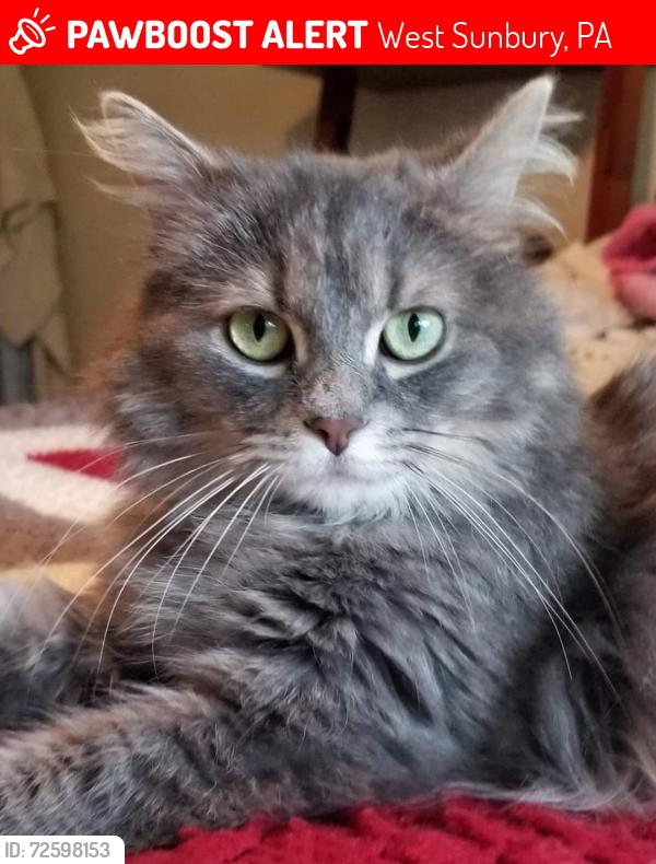 Lost Female Cat last seen Stoney Run Rd, West Sunbury, PA 16061