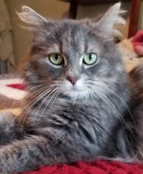Lost Female Cat last seen Stoney Run Rd, West Sunbury, PA 16061