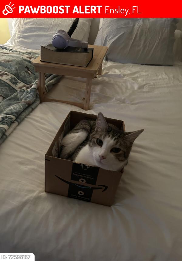 Lost Male Cat last seen 9 mile td, Ensley, FL 32534