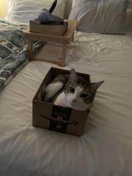 Lost Male Cat last seen 9 mile td, Ensley, FL 32534