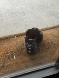 Found/Stray Female Cat last seen Wood Valley Dr/Fallswood Place , Raleigh, NC 27613