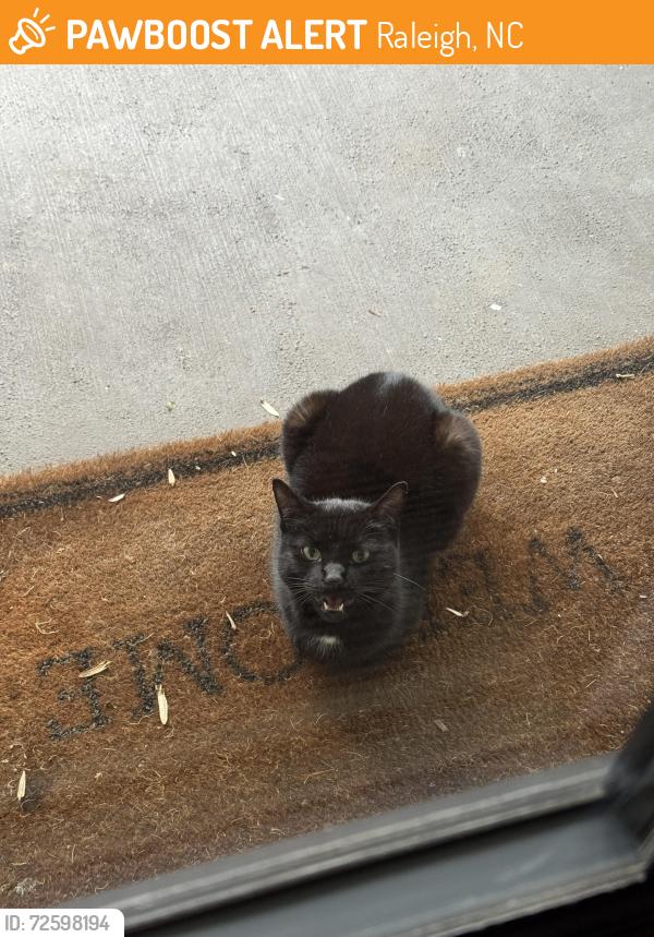 Found/Stray Female Cat last seen Wood Valley Dr/Fallswood Place , Raleigh, NC 27613