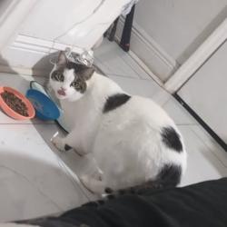 Lost Male Cat last seen Redemption Church, highway 50, , Christmas, FL 32709