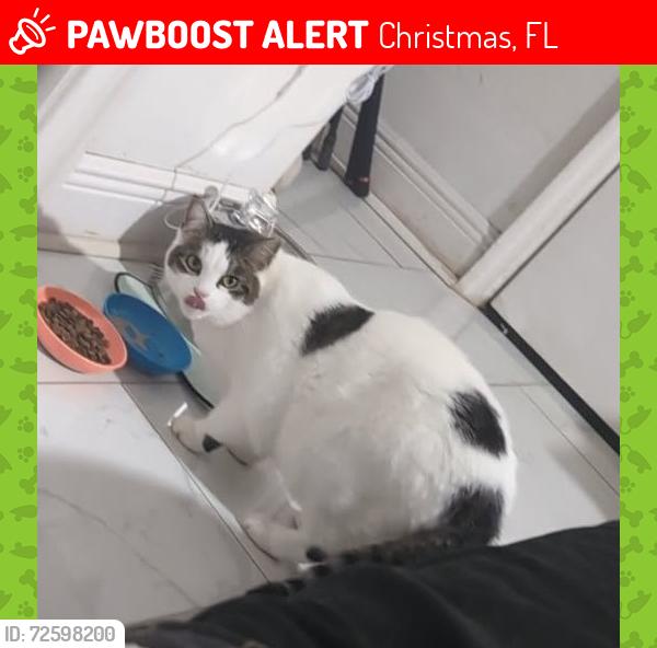 Lost Male Cat last seen Redemption Church, highway 50, , Christmas, FL 32709