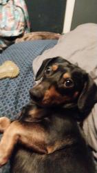 Lost Male Dog last seen 48th terrace and sycamore , Kansas City, MO 64129