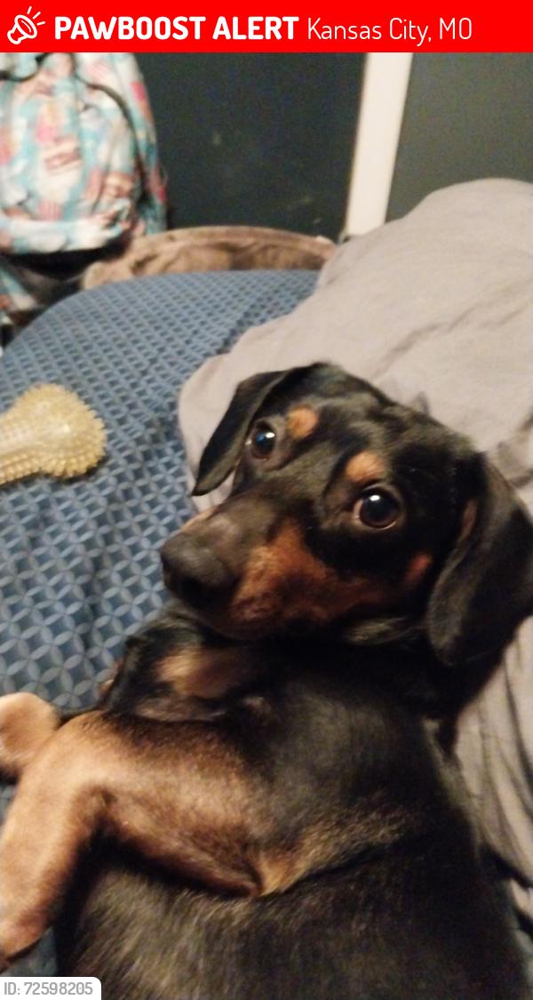 Lost Male Dog last seen 48th terrace and sycamore , Kansas City, MO 64129