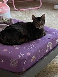 Lost Female Cat last seen Bryan station road, Lexington, KY 40505