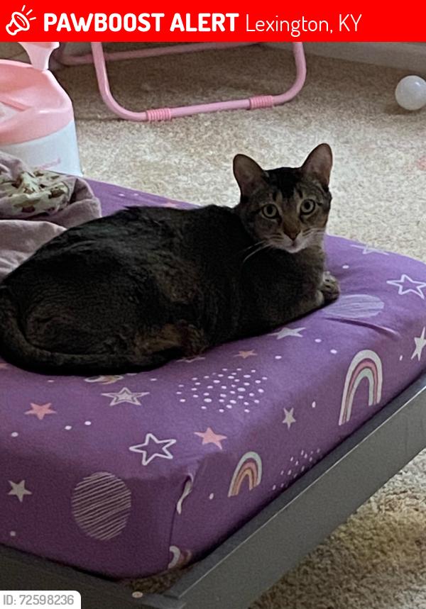 Lost Female Cat last seen Bryan station road, Lexington, KY 40505