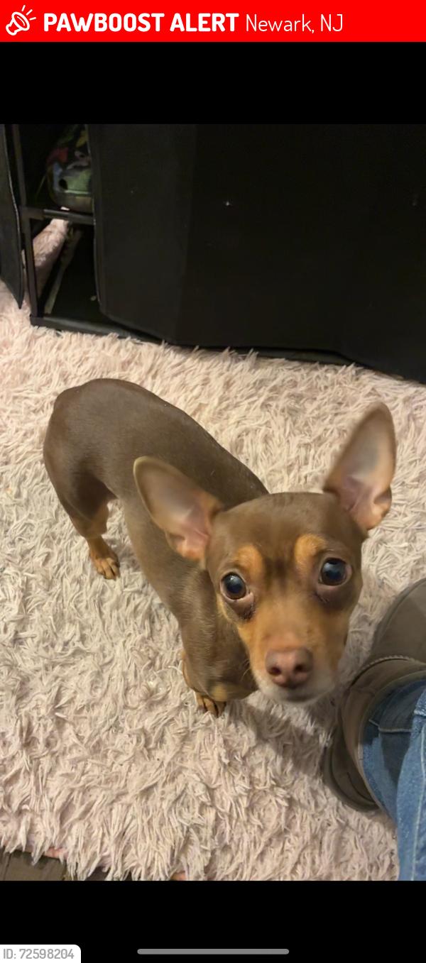 Lost Female Dog last seen Hawthorne ave Newark nj 07108 , Newark, NJ 07112