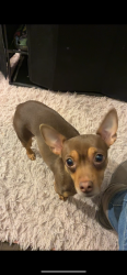 Lost Female Dog last seen Hawthorne ave Newark nj 07108 , Newark, NJ 07112