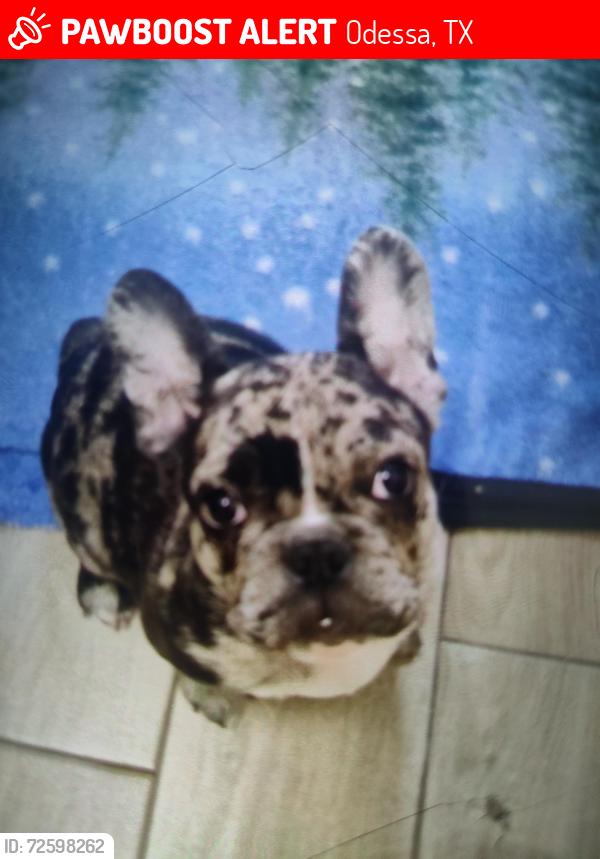 Lost Male Dog last seen Near st and Bonham Ave, Odessa, TX 79762