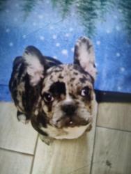 Lost Male Dog last seen Near st and Bonham Ave, Odessa, TX 79762